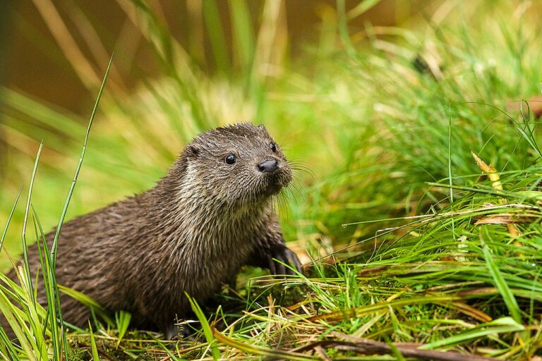 Futterneidiger Fischereiverband will Otter abknallen lassen