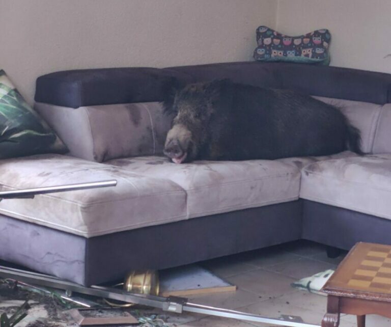 Wildschwein auf der Couch