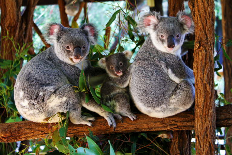 Koala offiziell als bedroht eingestuft