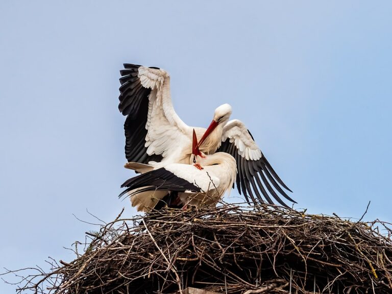 Erstes Storchenpaar im Burgenland gelandet