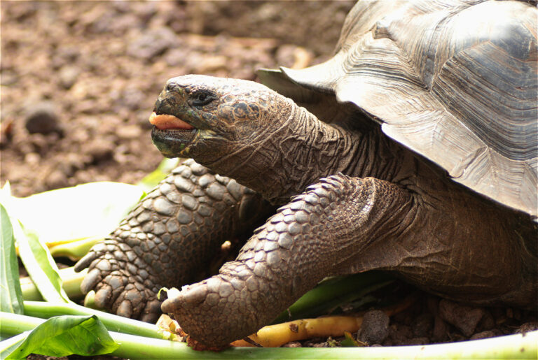 Neue Art der Galápagos-Riesenschildkröte entdeckt