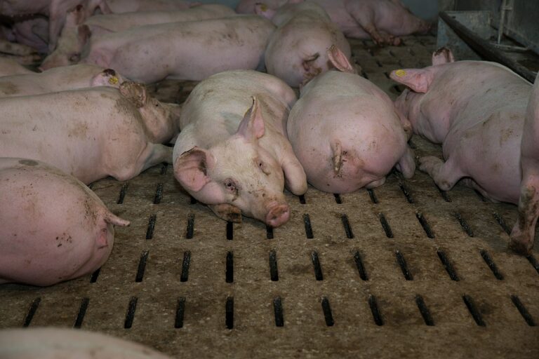 Verfassungsklage gegen Vollspaltböden bei Schweinehaltung