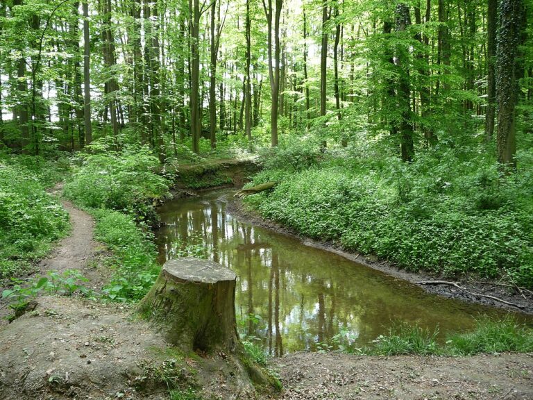 Österreichs natürliche Jahresressourcen sind bereits erschöpft