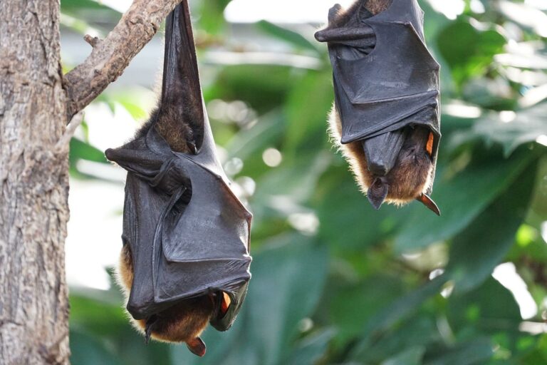 Fledermausmotel im Alpenzoo