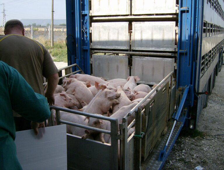 Todesopfer bei Tiertransportunfall