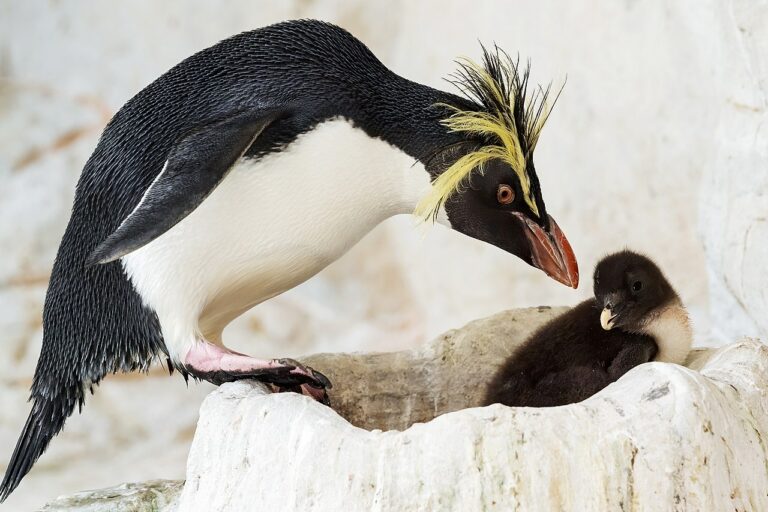 Felsenpinguinküken im Tiergarten Schönbrunn