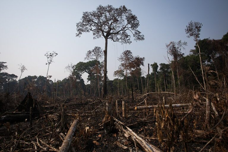 Neue Rekordabholzung im Amazonasregenwald