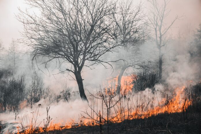 Riesige Waldbrände zerstören große Gebiete Kaliforniens