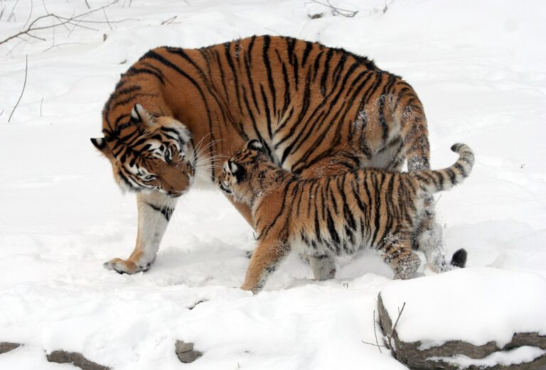 Russland: Anzahl sibirischer Tiger fast verdoppelt