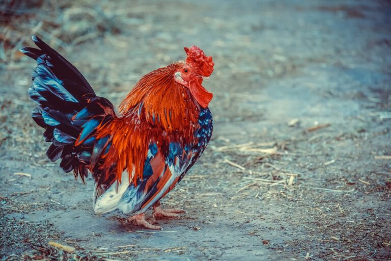 Oberösterreichs Bauern kämpfen mit niedrigen Einkommen