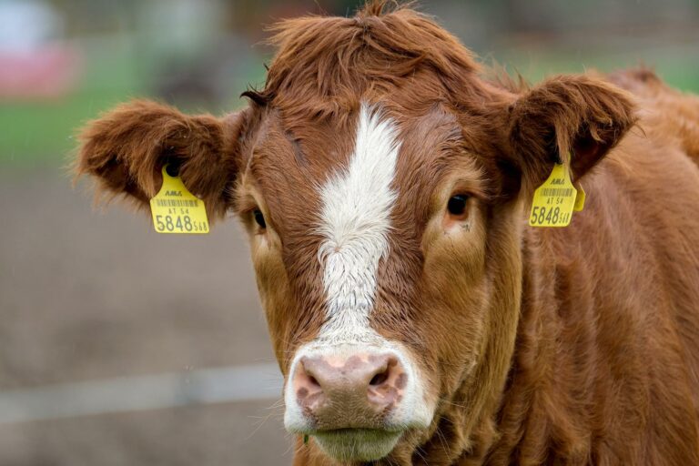 Tierquälerei in Großbetrieb aufgedeckt