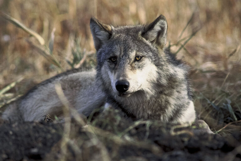 Erschossener Kärntner „Schadwolf“ war unschuldig