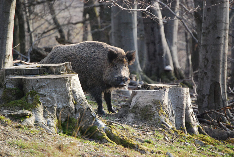 Jäger mit Wildschwein verwechselt?