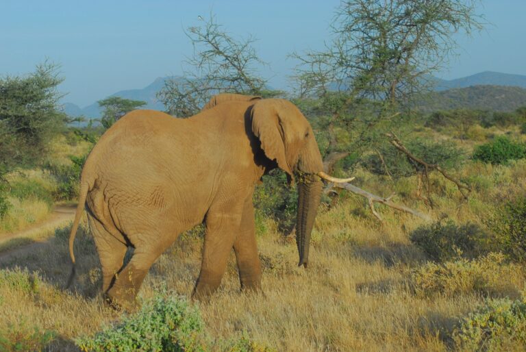 Kenia: Schlimmste Dürre seit 40 Jahren sorgt für Tiersterben