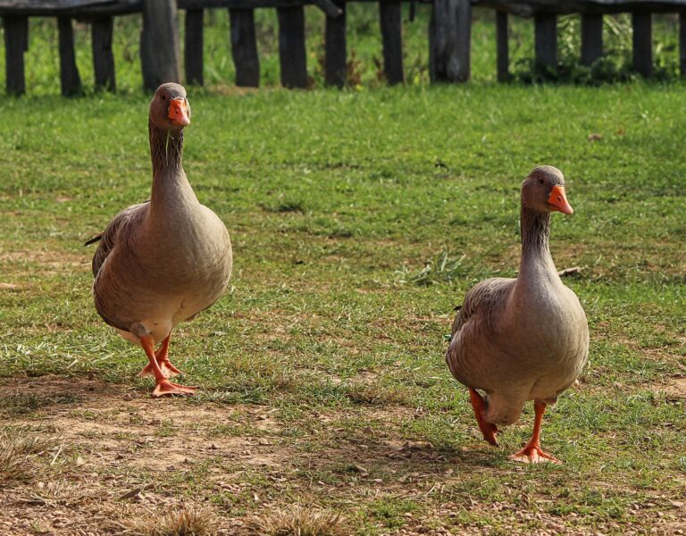 Geflügelpest in der Steiermark