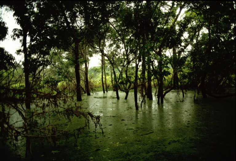 Bolsonaros Dekret zur Abholzung des Amazonas wurde widerrufen