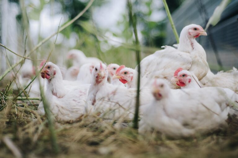 Wien und Oberösterreich sind Risikozone für Vogelgrippe