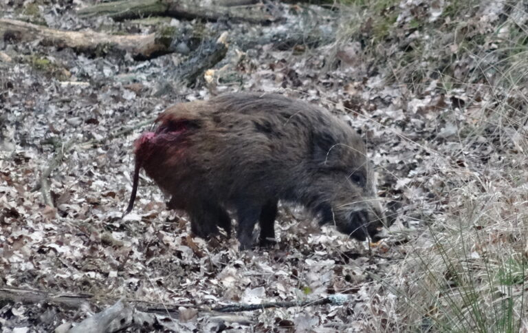 Illegale Gatterjagd mit Massenexekution von Wildschweinen