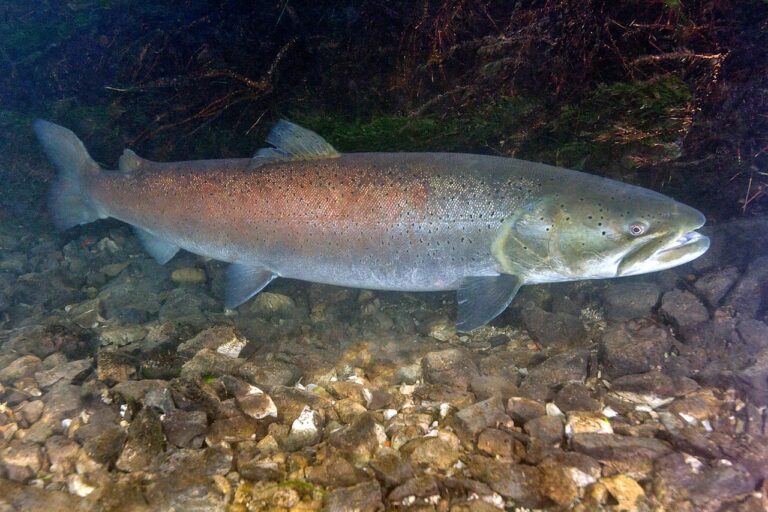 Kärntner Fischvielfalt geht den Bach runter