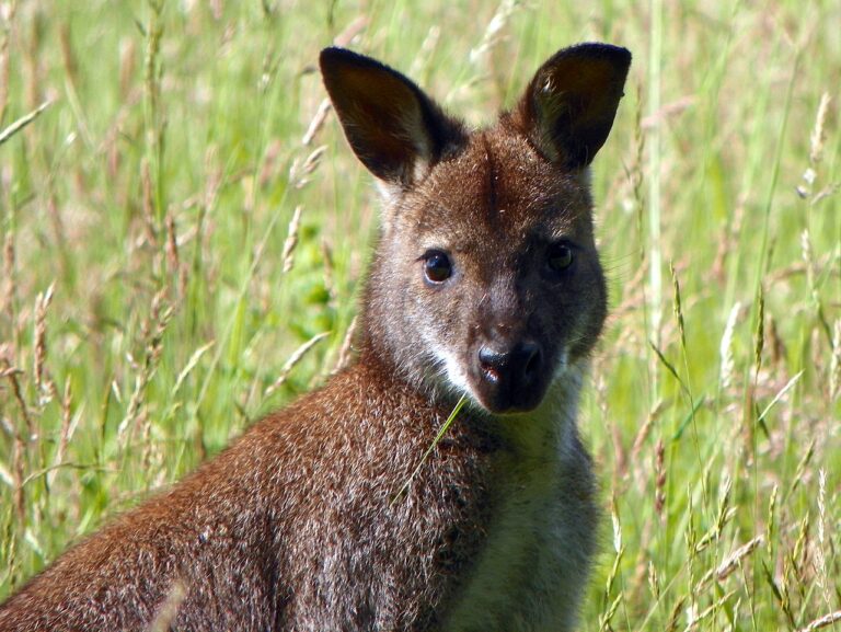 No kangaroos in Austria?