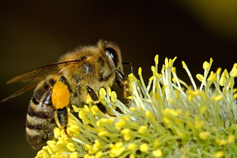 Teuerung setzt Bienenzucht zu