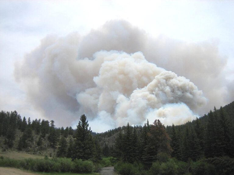 Am Waldrand entsorgte Asche entfachte Waldbrand