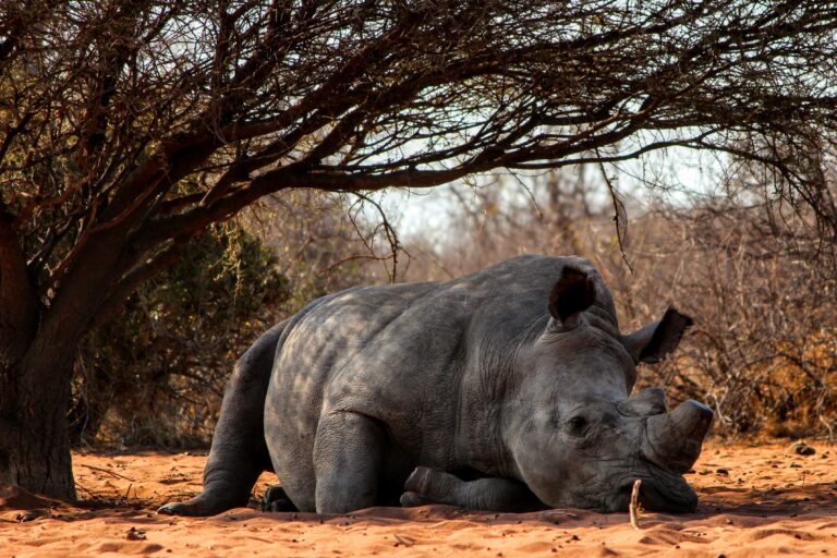 Dringender Appell gegen Nashornwilderei in Afrika