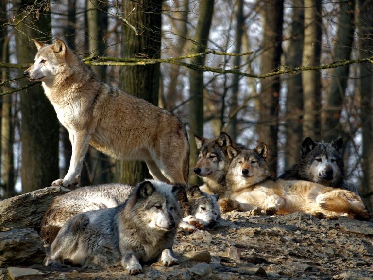 Kärntner Wolfsgegner sehen den Hybridwolf als Lizenz zur Ausrottung