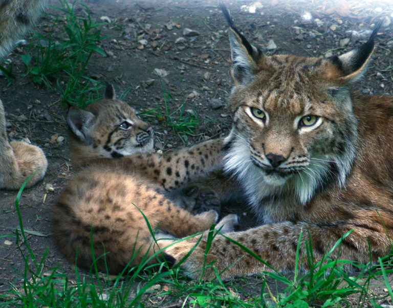 Luchs von zweiter Ausrottung bedroht