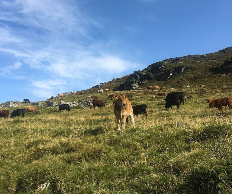 Klimawandel gefährdet Almwirtschaft