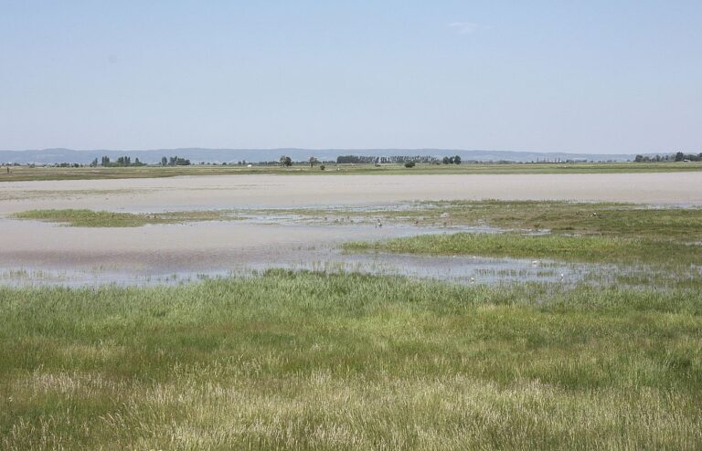 Salzlacken im Seewinkel trocknen weiter aus