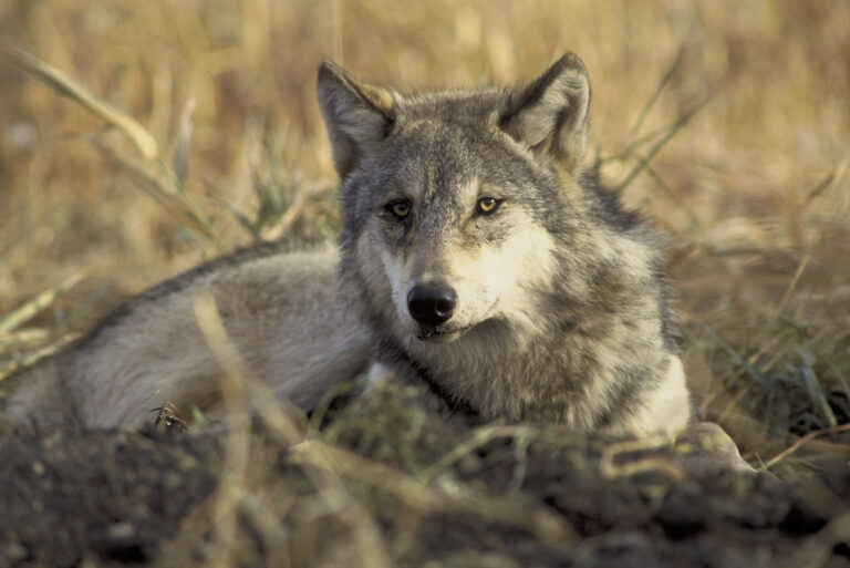 Ermordeter Wolf aus Donau geborgen