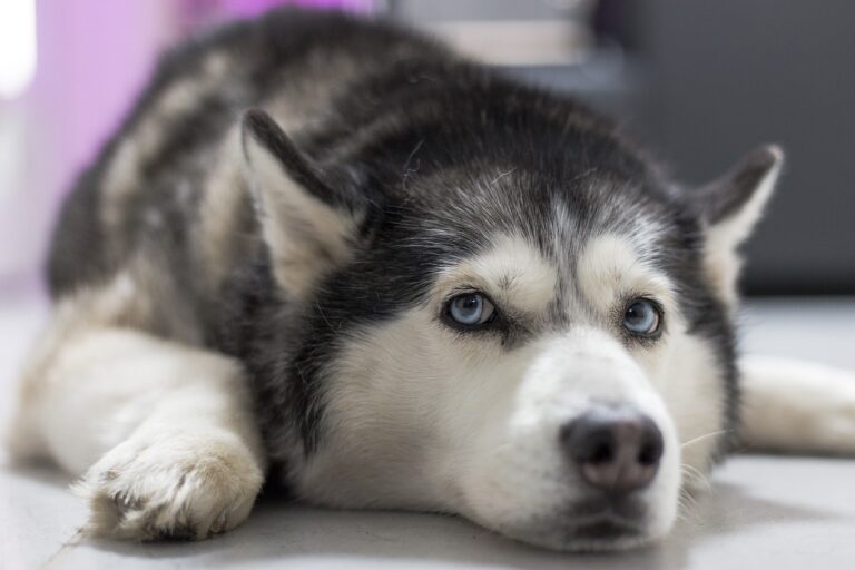 14 Huskys wegen Tierquälerei beschlagnahmt