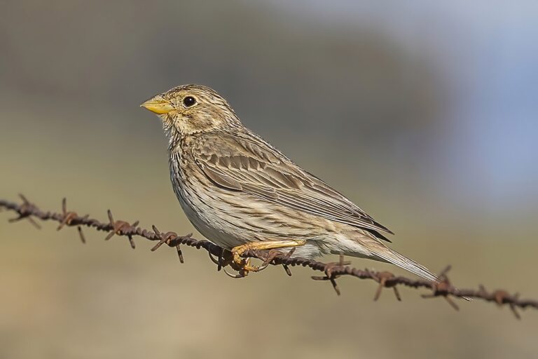 Starker Rückgang bei Wald- und Wiesenvögeln