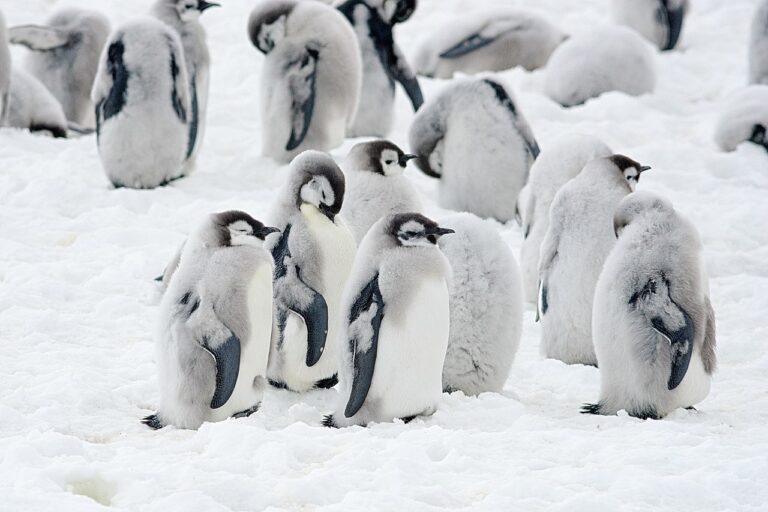 Meereisschwund lässt Pinguinküken ertrinken