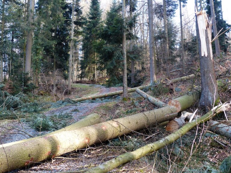 Tirol: Unwetter sorgten für massive Waldschäden – Forstgipfel einberufen