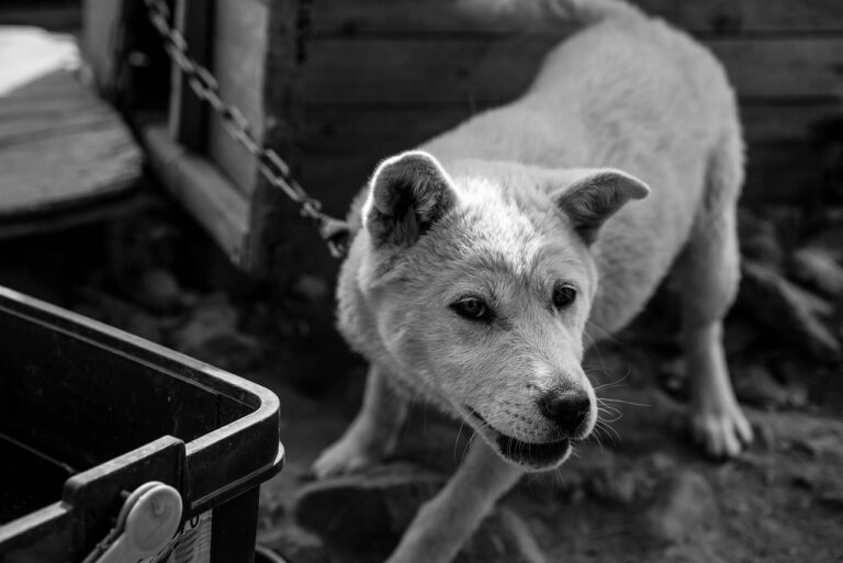 Tierquälerei: Fünf Schäferhunde in schlechter Verfassung gerettet