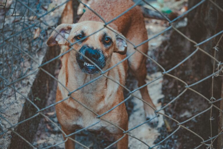 44 Hunde gerettet – Hundekämpfe vermutet