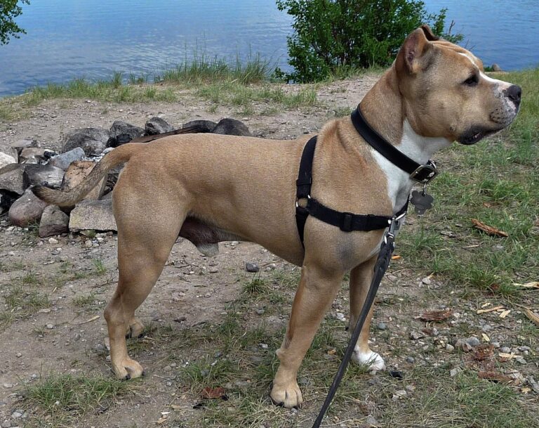 Tödlicher Hundebiss in Naarn entfacht Debatte über Hundehaltungsgesetze