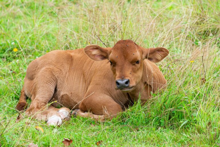 Bauer angezeigt wegen Tiervernachlässigung