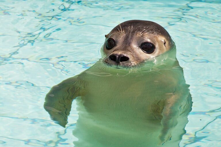 Seehundschwund im Wattenmeer