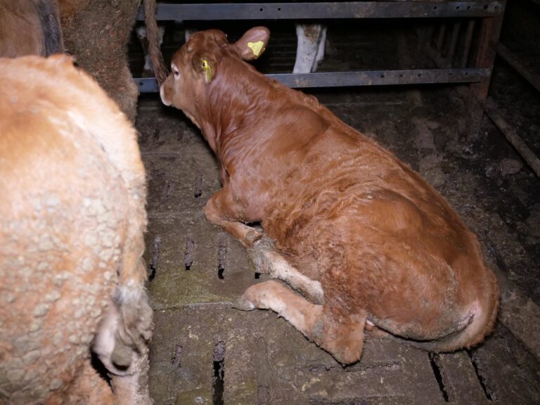 Tierschutzorganisation prangert Missstände in Mastbetrieb an