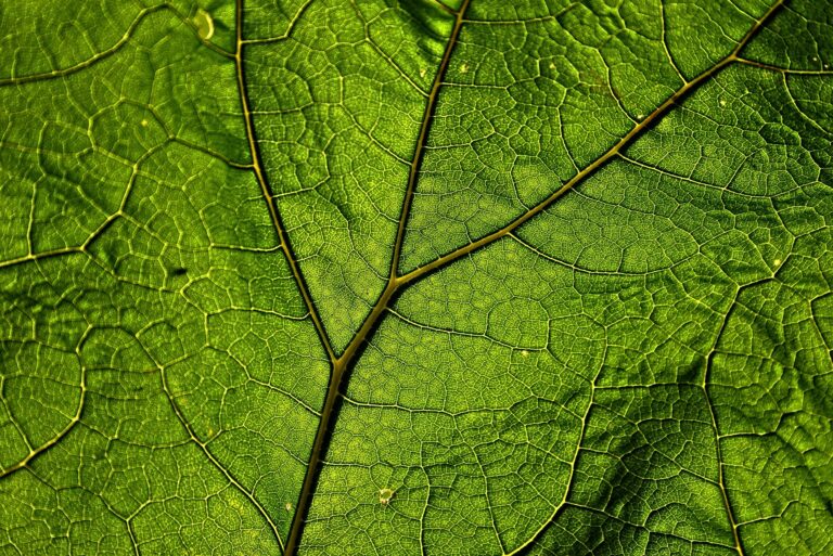 Bäume schützen vor extremen Wetterbedingungen