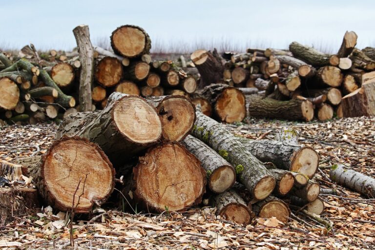 Leonding: Baumfällung um Bauprojekt sorgt für Empörung