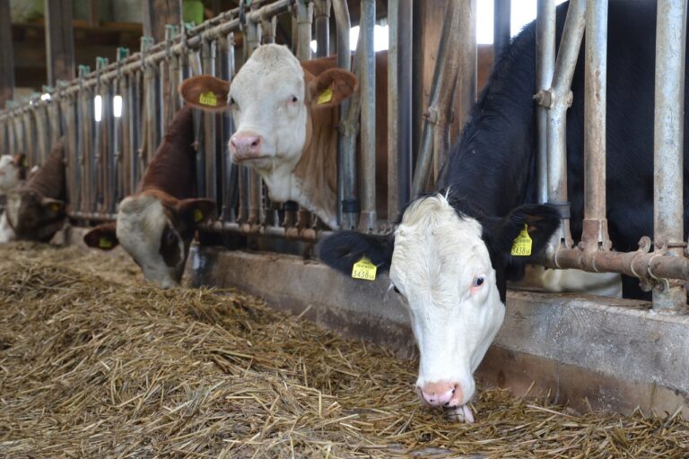 Kärnten: Frau wegen Tierquälerei angeklagt