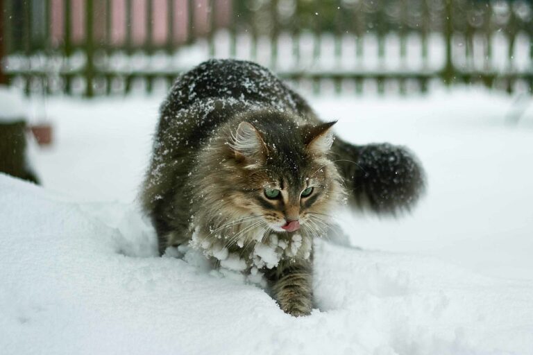 Richard Zach: Weich fällt der Schnee