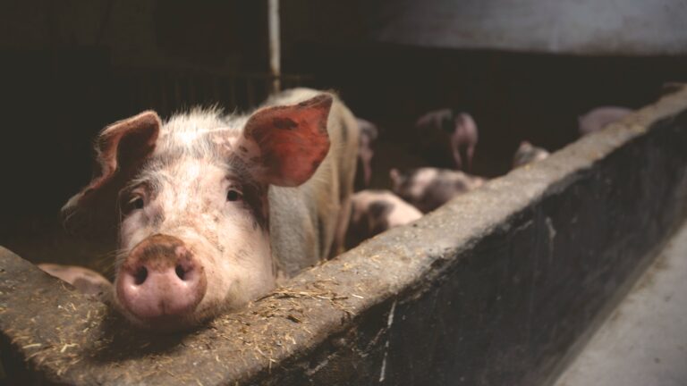 Tierquälerei: Landwirtin schuldiggesprochen