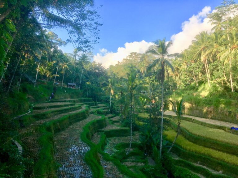 Mehr als nur ein Brunch: Hank Ge, Bali und die Schatten des Imperialismus