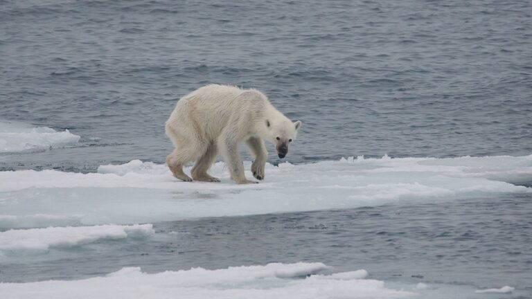 Klimawandel und Eisschmelze lassen Eisbären hungern