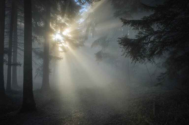 Verbrannte Frauenleiche im Wienerwald entdeckt